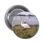 Curious Bird White Swan Pinback Button