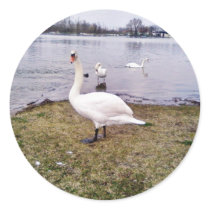 Curious Bird White Swan Sticker