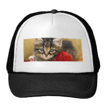 Curious Blue Eyed Kitten With a Red Ball of Yarn Hat