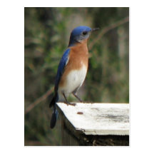 Curious Bluebird Postcard