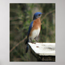 Curious Bluebird Poster