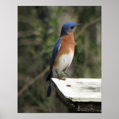 Curious Bluebird Poster by naturegirl7
