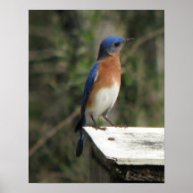 Curious Bluebird Poster