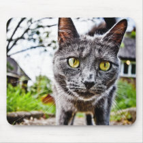 Curious Cat mousepads