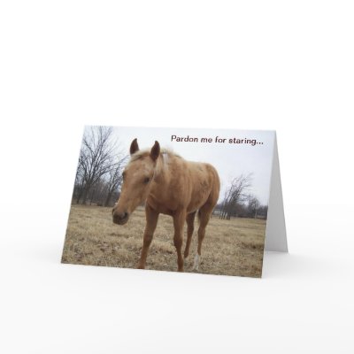 Curious Colt - Birthday Card by FarmFotos