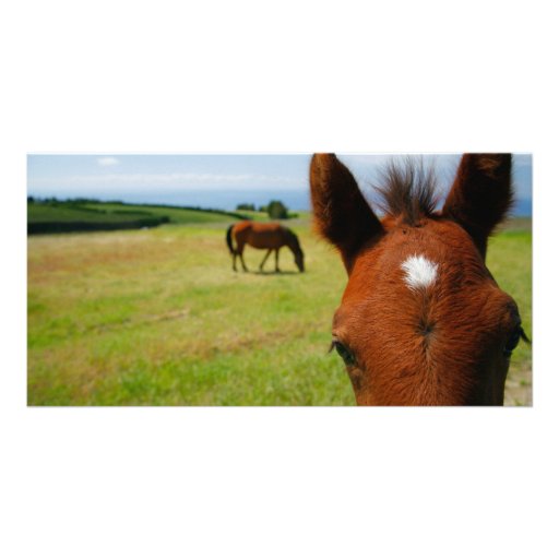 Curious colt photo card