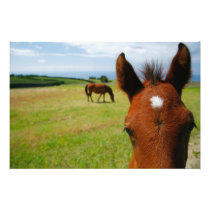 Curious colt
