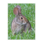 Curious Cottontail Postcard