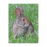 Curious Cottontail Postcard