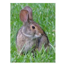 Curious Cottontail Postcard