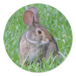 Curious Cottontail Sticker