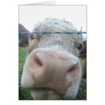 curious cow card