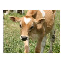 Curious Cow-let! Postcards