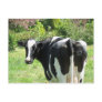 Curious Cow Number 52 is Watching Postcard