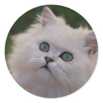 Curious cute kitten sticker