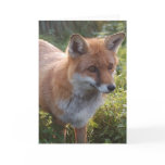 Curious Fox Greeting Card