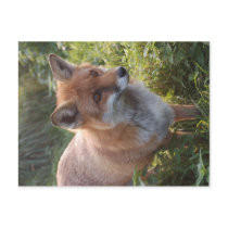 Curious Fox Post Cards
