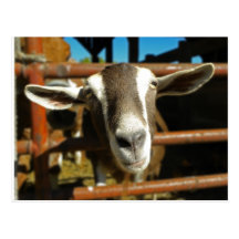 Curious Goat Postcard