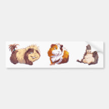 Curious Guinea Pig Bumper Sticker