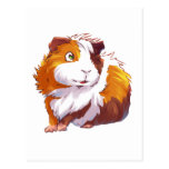 Curious Guinea Pig Postcard