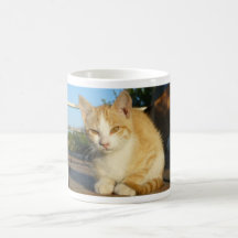 curious kitten mugs