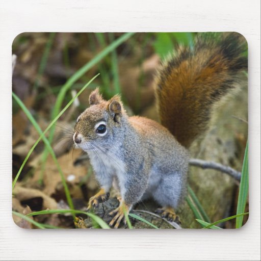 Curious Little Beggar Mouse Pad