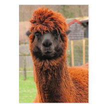 Curious Llama ~ ATC Business Card Templates