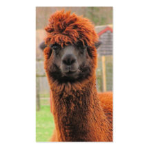 Curious Llama ~ biz card Business Card Templates