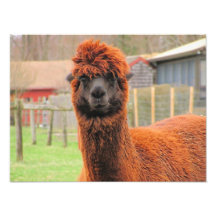 Curious Llama ~ Photo
