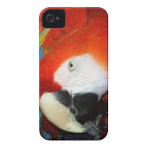 Curious Macaw iPhone 4 Covers