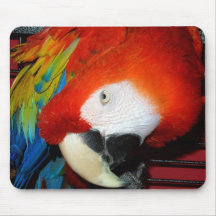 Curious Macaw Mouse Pad