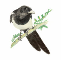 Curious Magpie, Looking at you, Humour Bird Acrylic Cut Outs