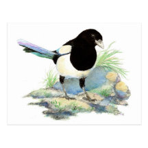 Curious Magpie Postcard