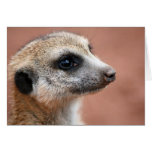 Curious Meerkat Greeting Card