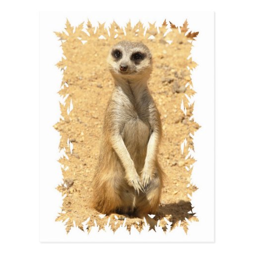 Curious Meerkat Postcard
