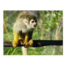 Curious Monkey Template Post Card