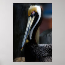 Curious Pelican Poster