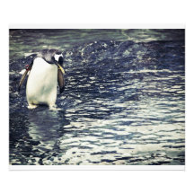 Curious Penguin Photographic Print