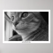 Curious Posters