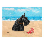 Curious Scottie at the Beach Postcards