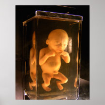 Curious Specimen (colour) - Fine Art Print