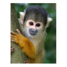 Curious squirrel monkey postcard