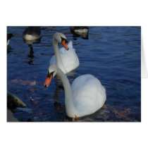Curious Swan card