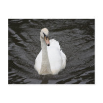 Curious Swan Postcard