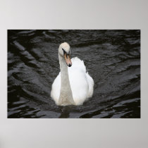 Curious Swan Poster