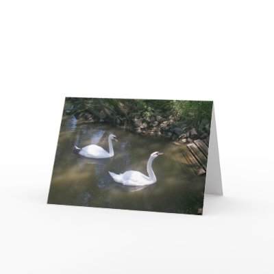 Curious Swans Card by stonedorphotos