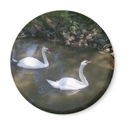 Curious Swans Magnet by stonedorphotos