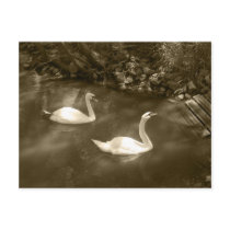 Curious Swans Postcard