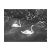 Curious Swans Postcard