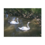 Curious Swans Postcard